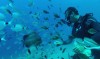 Special activity Diving course - PADI ''open water diver' - image 3